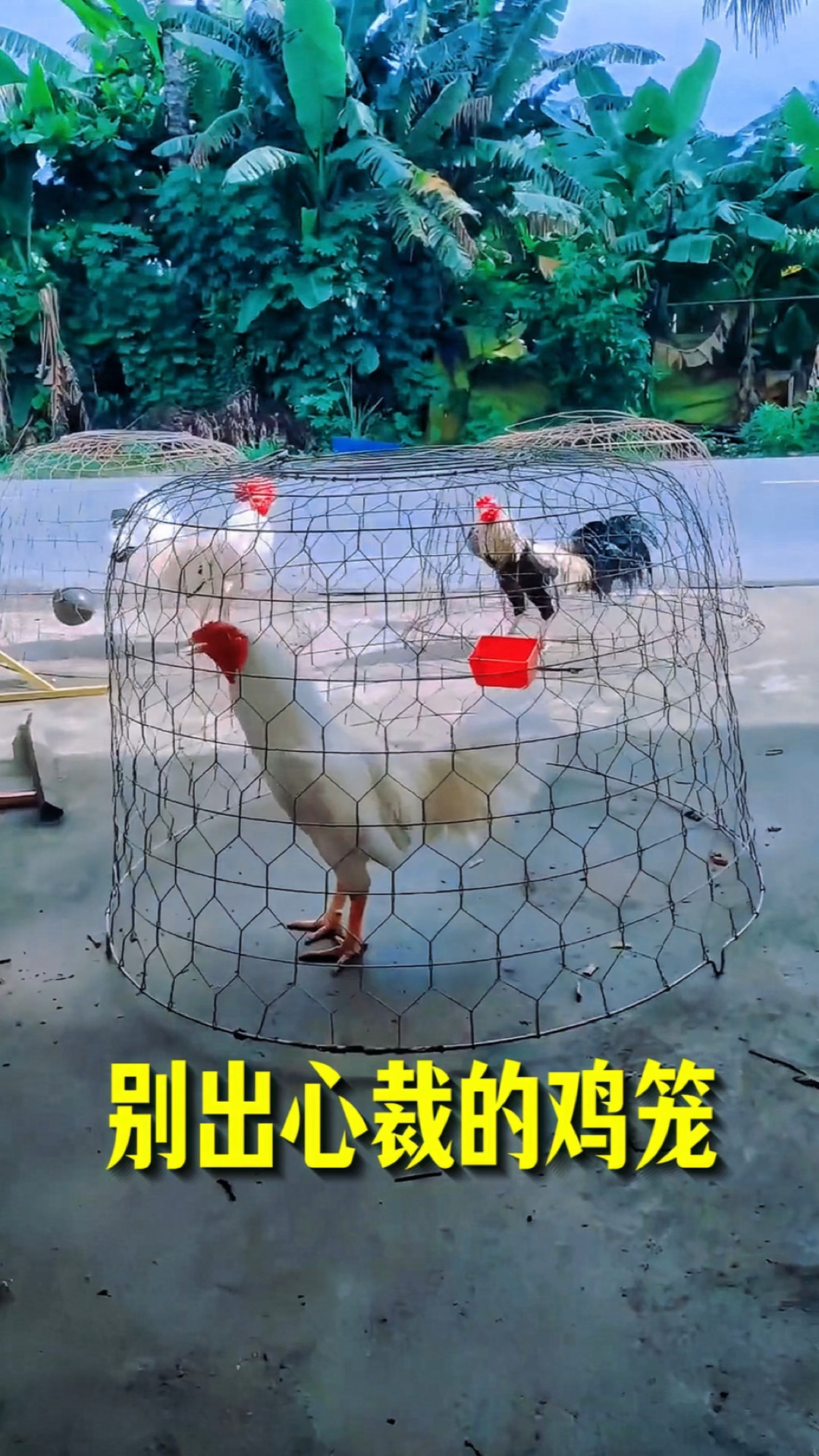 主人脑洞大开,为鸡设计了一款移动式鸡笼,你还别说,真的实用