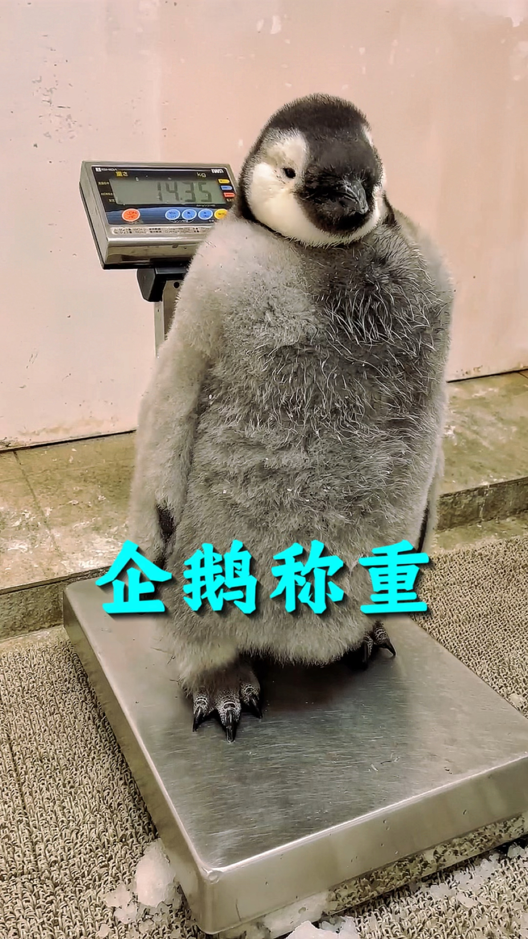 这只才九十天的南极帝企鹅,体重就已达到了惊人的数字