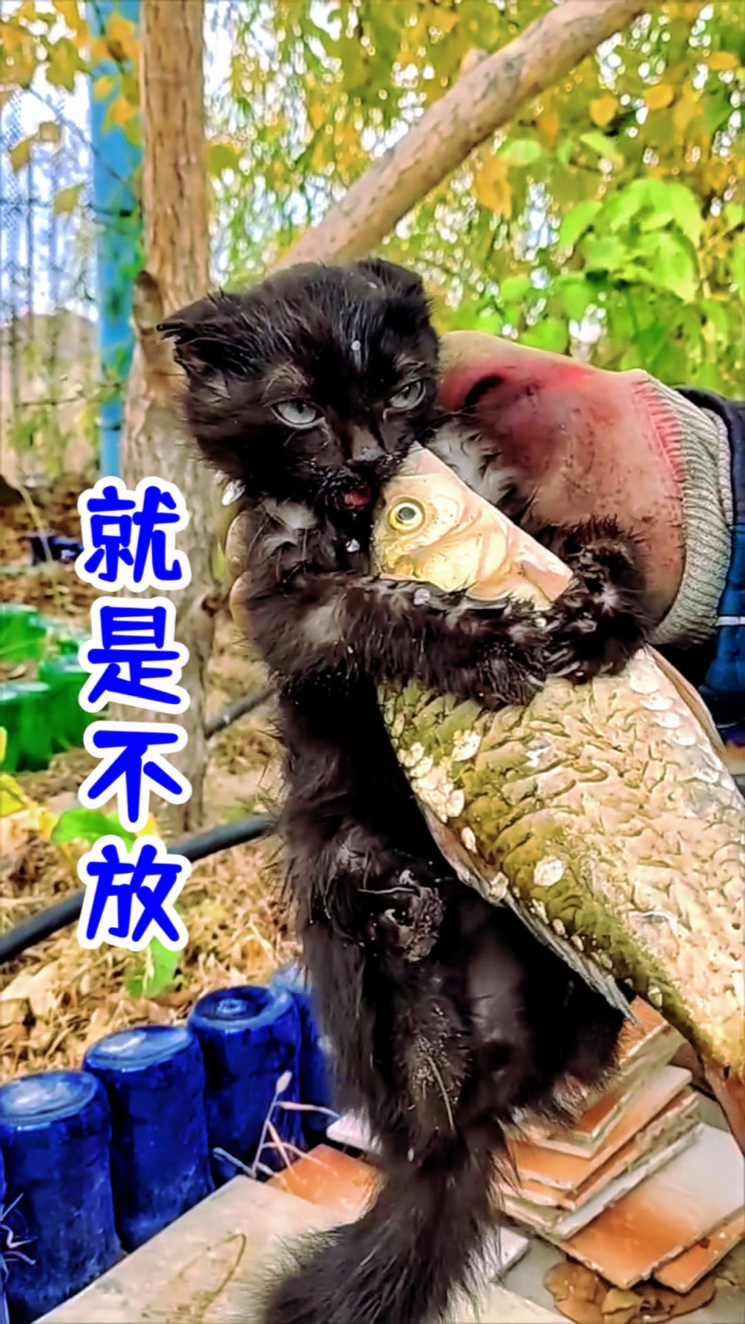 小猫咪紧紧的抱住一条大鱼,怎么也不撒手