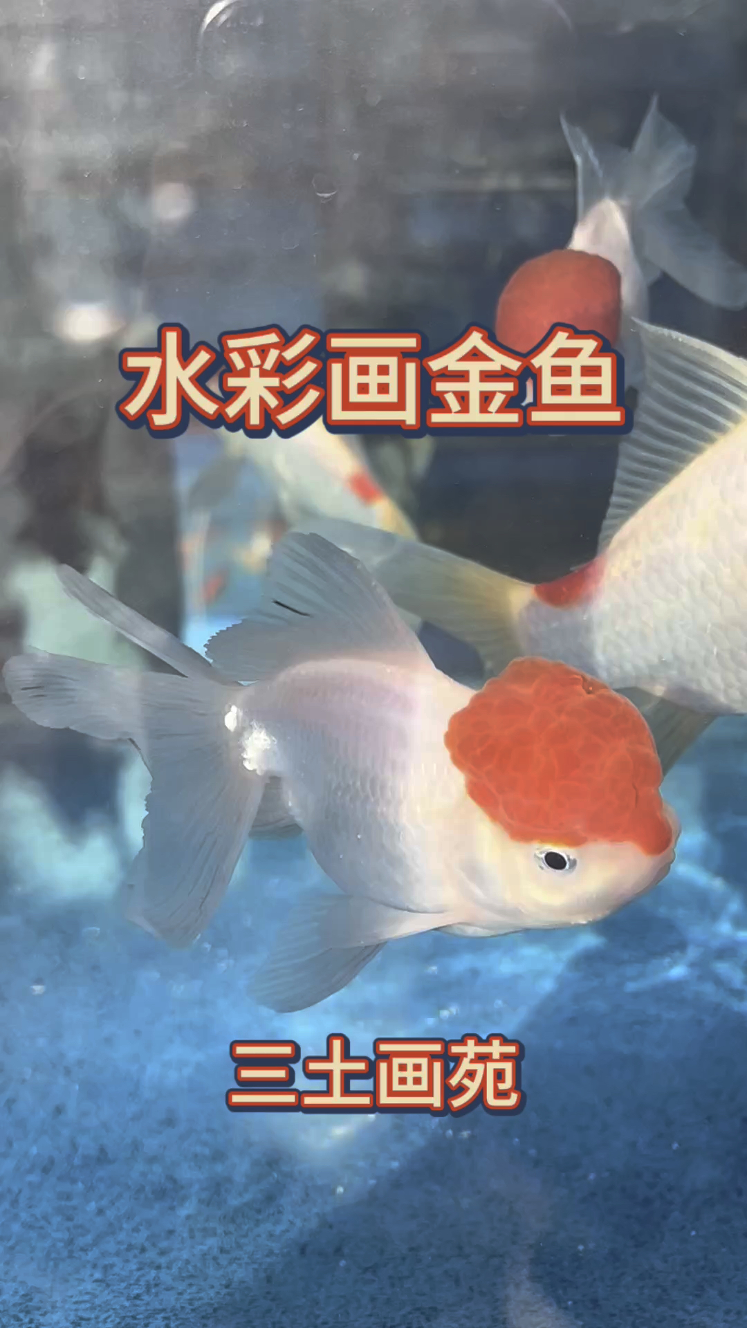 水彩画鱼儿水中游