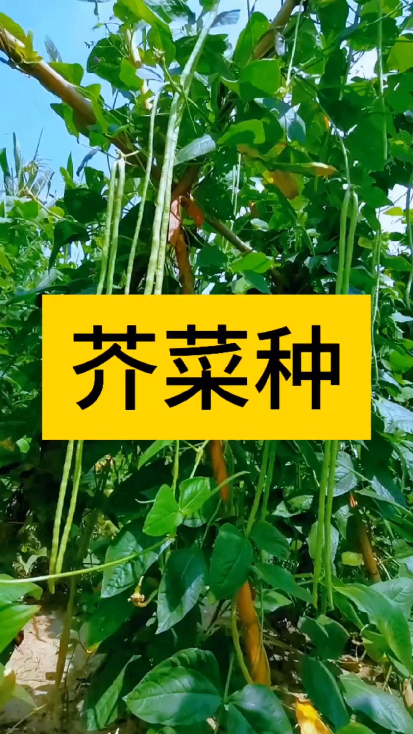 芥菜种的比喻是什么意思?