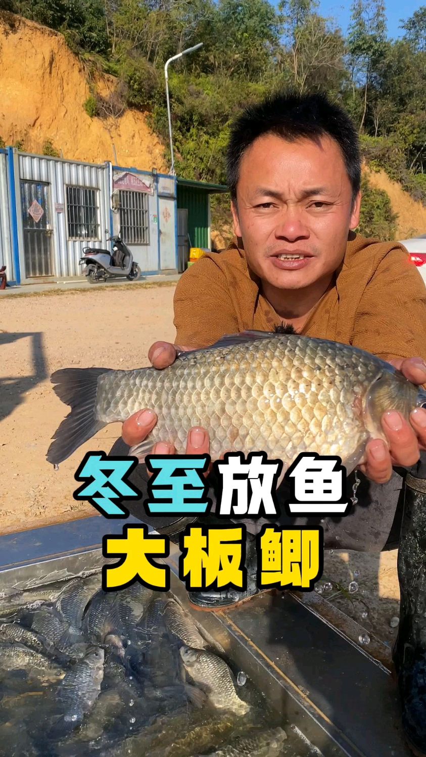 本地大板鲫开口就是快下塘10分钟就开始上鱼