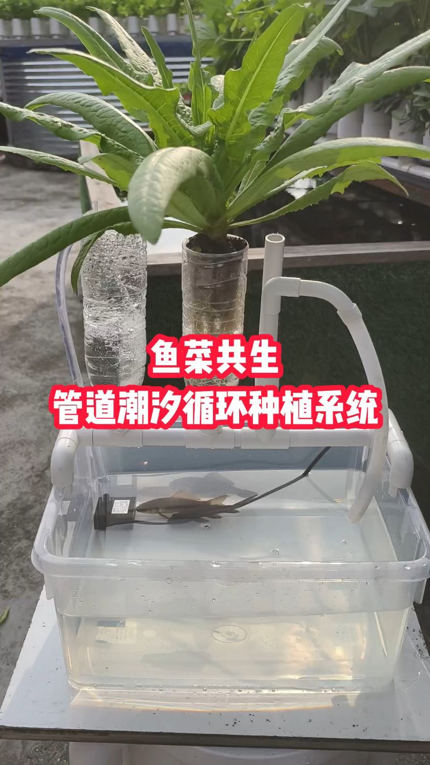 鱼菜共生管道潮汐循环种植系统原理展示