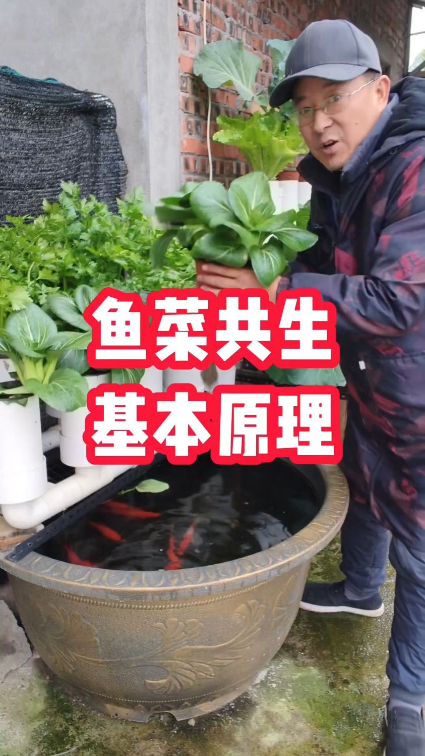 30 秒搞懂鱼菜共生系统的基本原理