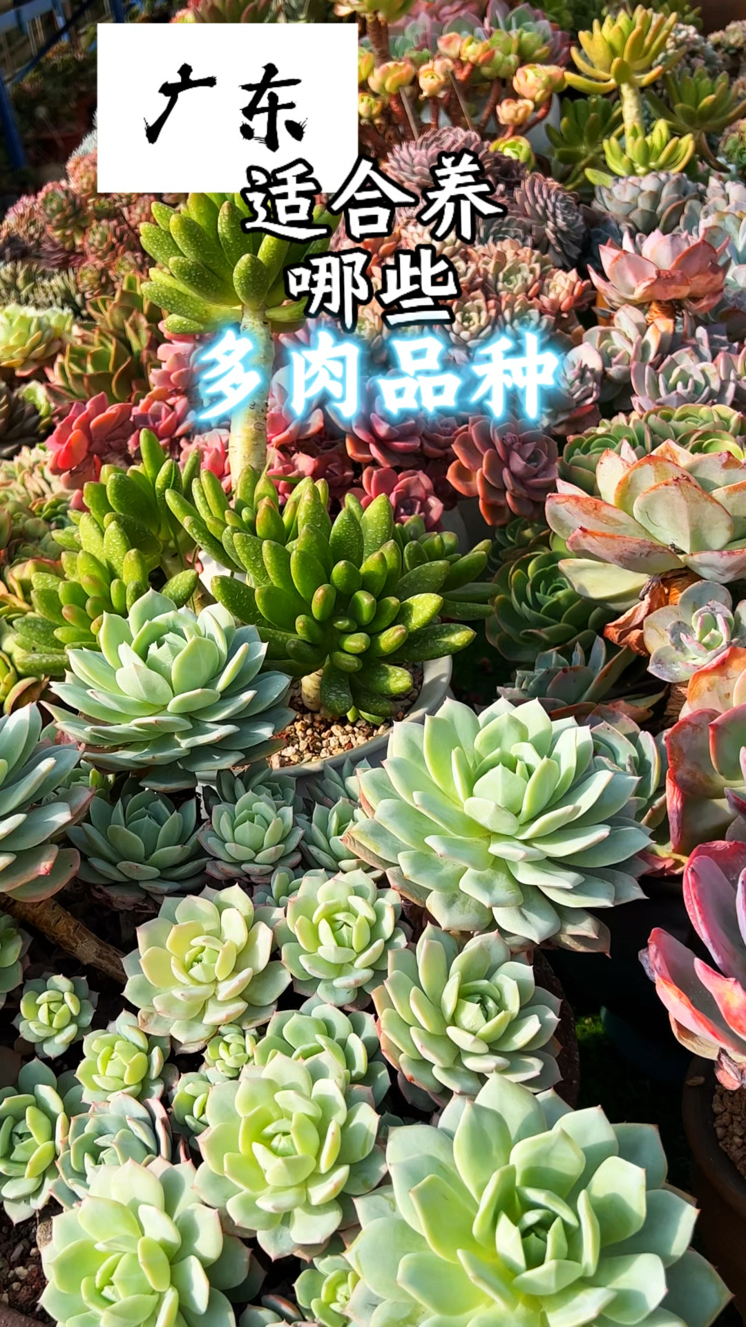 广东适合养哪些多肉品种