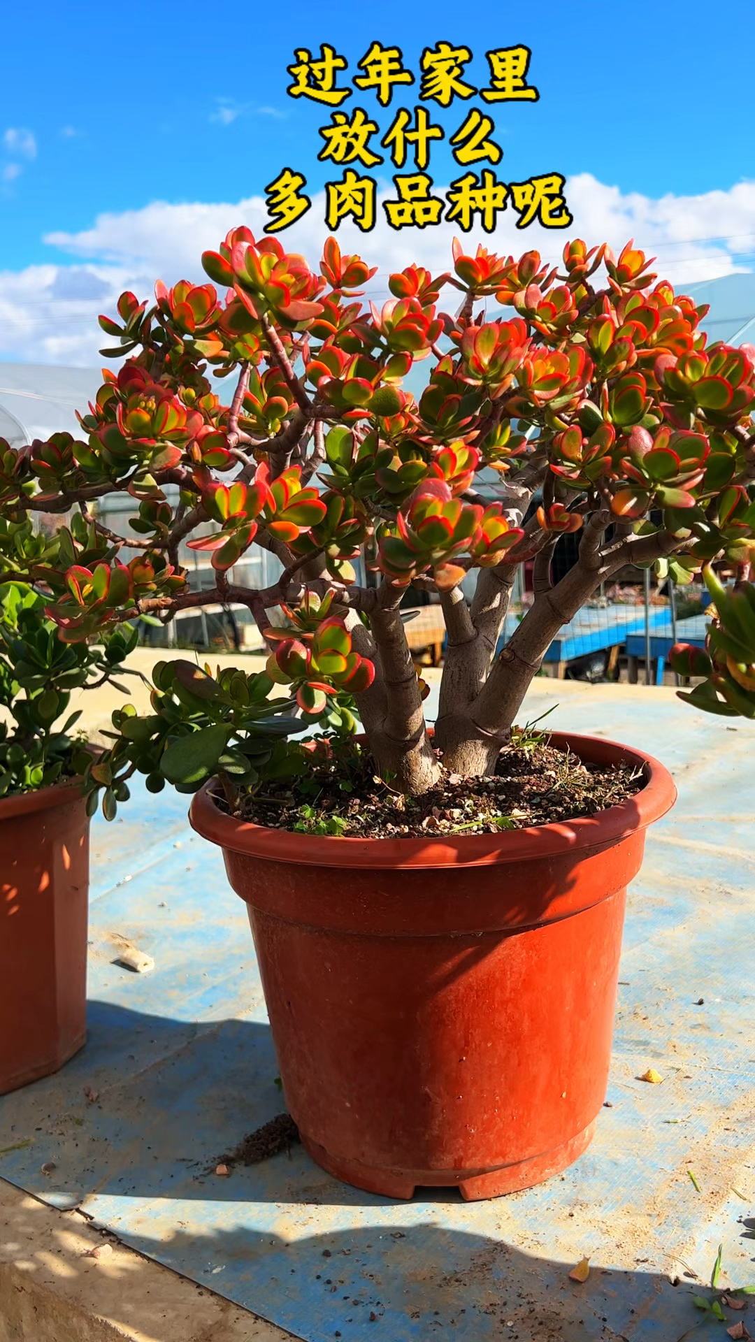 过年家里放什么多肉品种比较合适呢