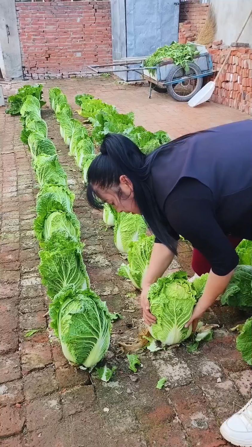 砖地拔白菜你看看是不是真的种在砖地上