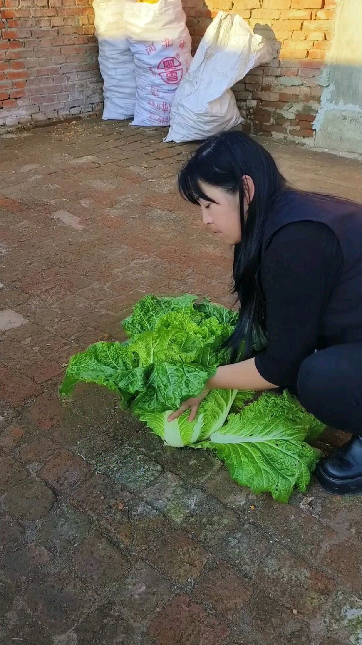 砖地还有一颗大白菜