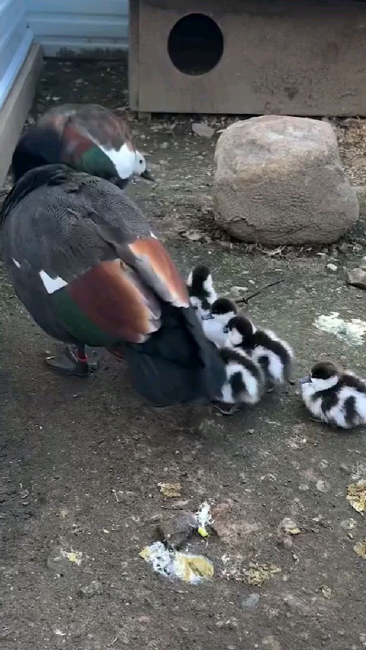 黑胸麻鸭 一黑(雄)一白(雌)的野鸭子