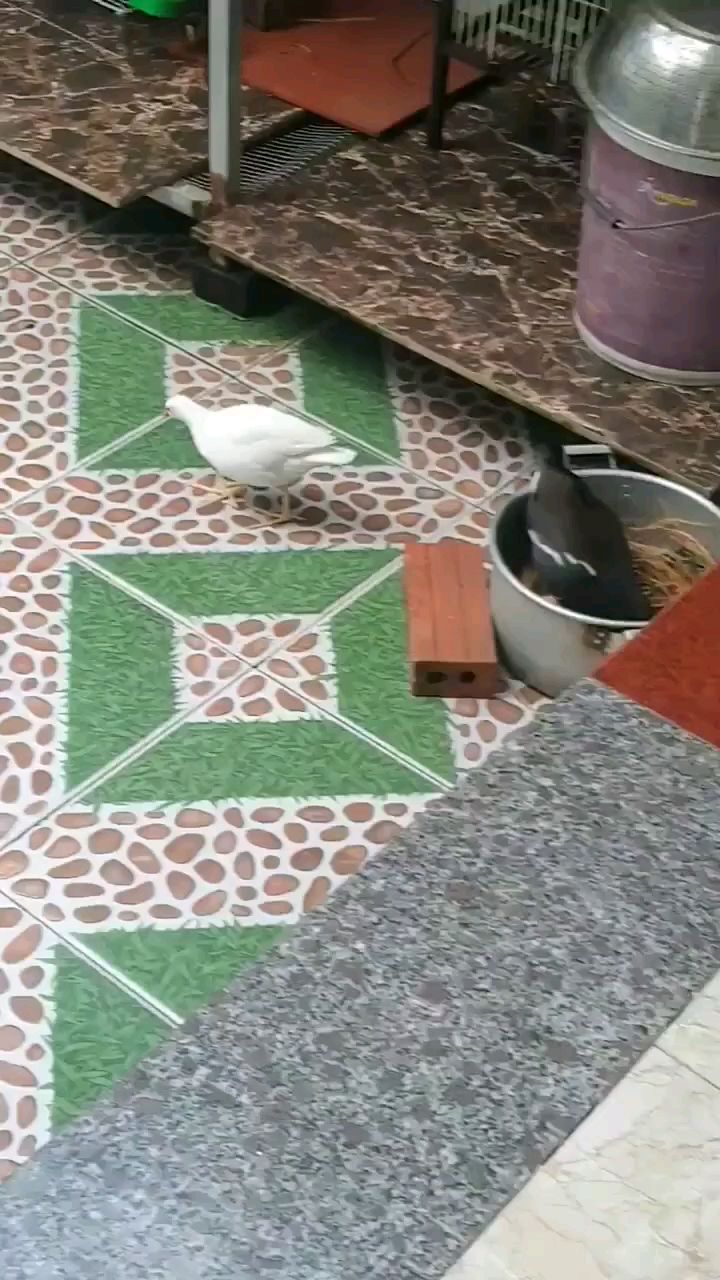 白化黑水鸡饲养 白化水鸡