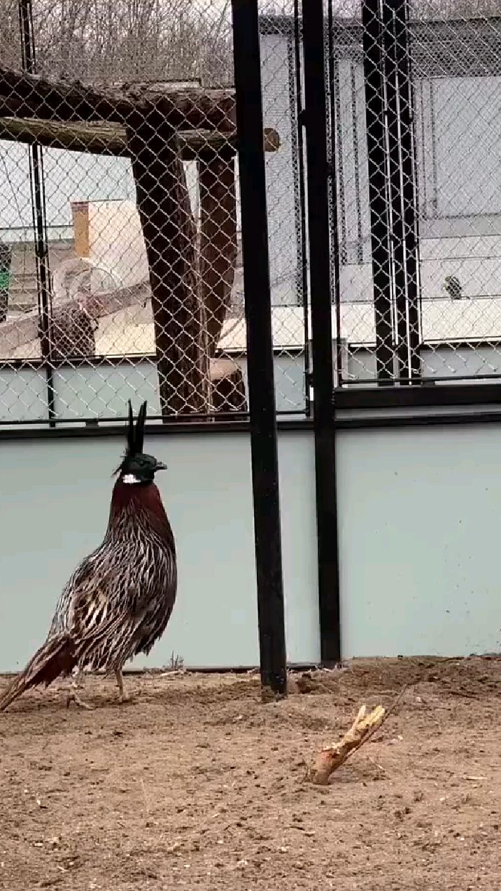 勺鸡 柳叶鸡 野鸡 特种养殖