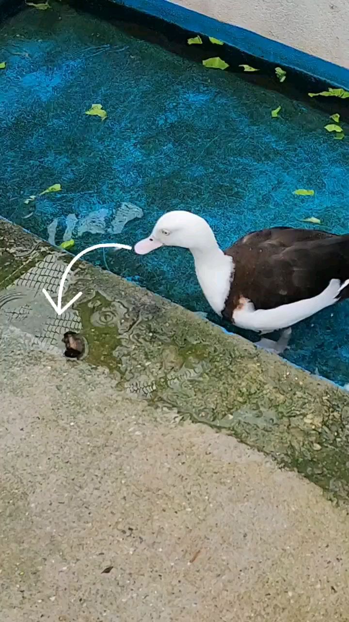 秀气的白腹麻鸭 野鸭子 观赏鸭