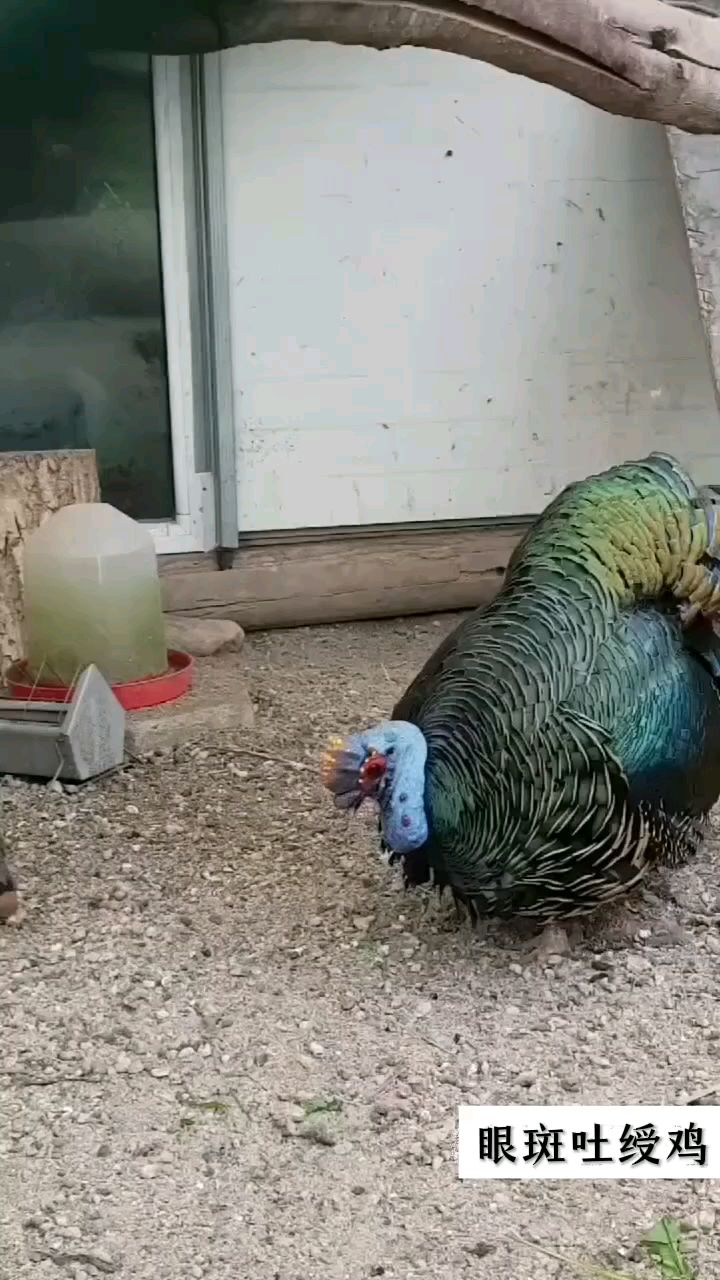 眼斑吐绶鸡求偶 火鸡