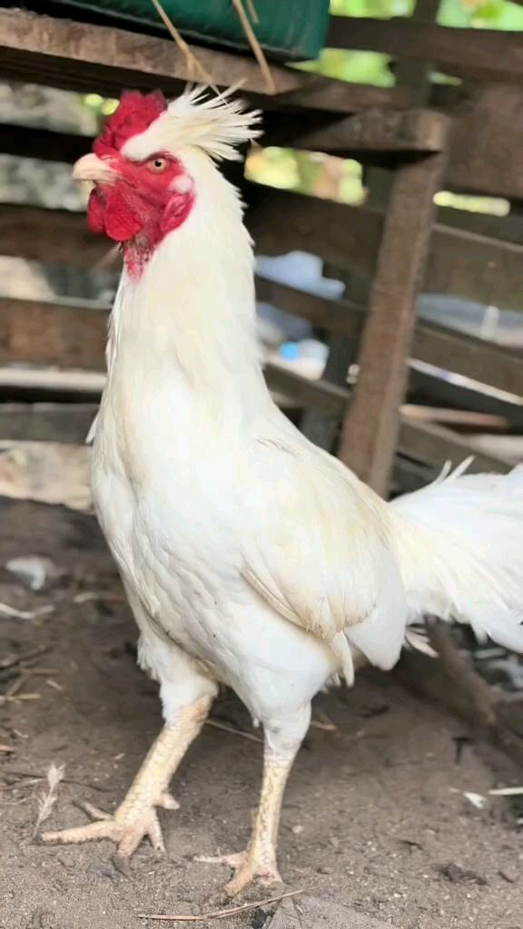 白斗鸡 观赏鸡 养鸡