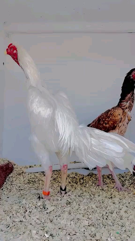 白到发光的斗鸡 观赏鸡