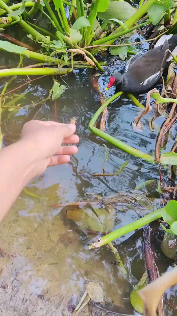 生态鸟园养鸟 黑水鸡饲养