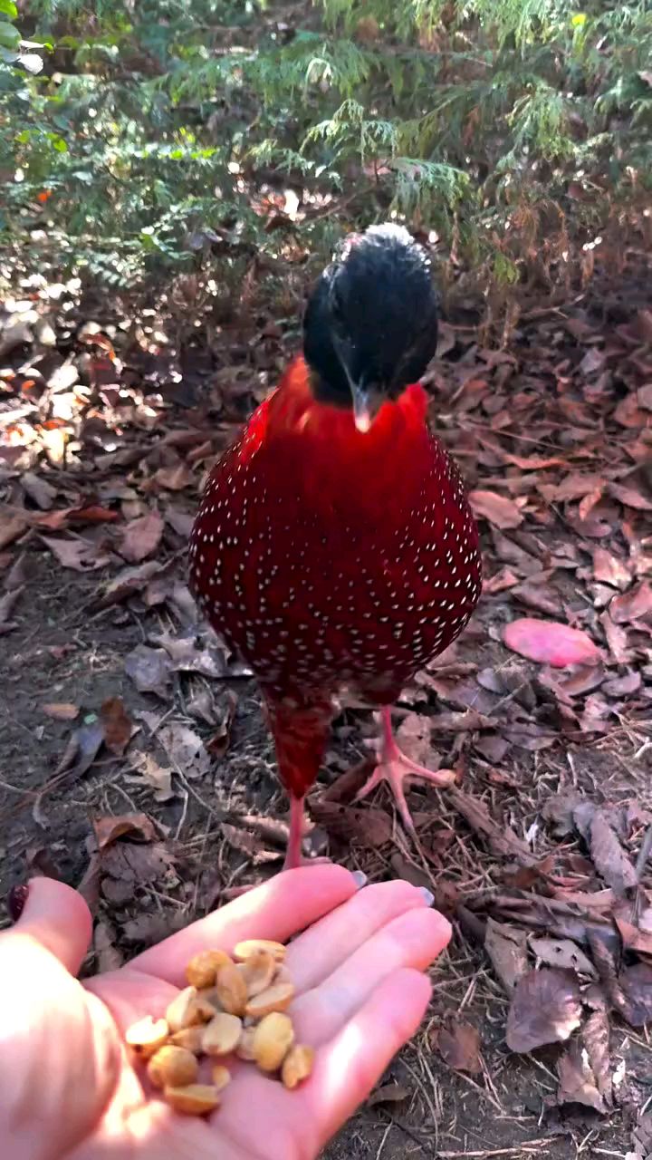 红胸角雉 白冠长尾雉 野鸡