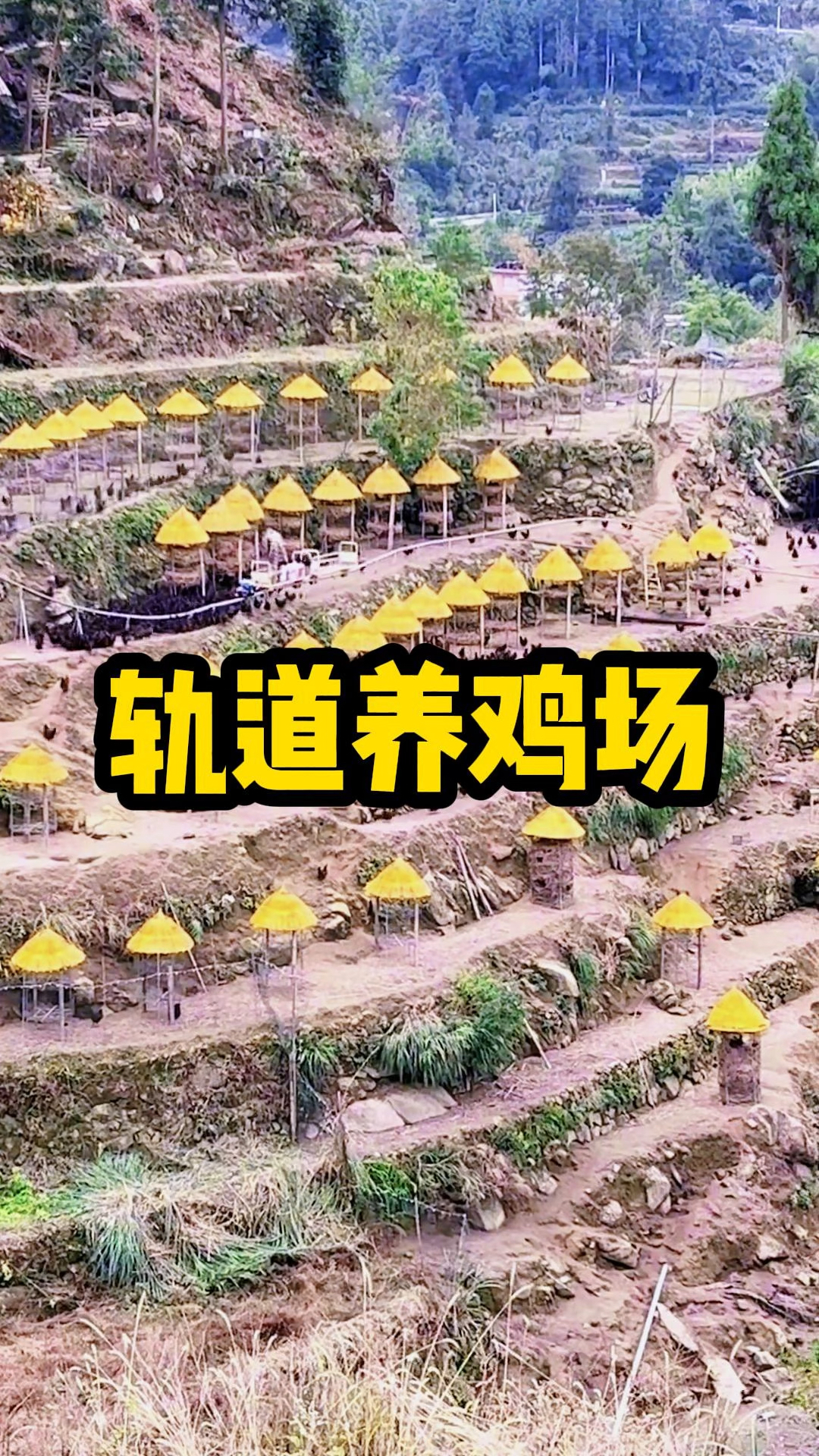 创新型的单轨梯田养鸡场#梯田养鸡 #养鸡 #涨知识