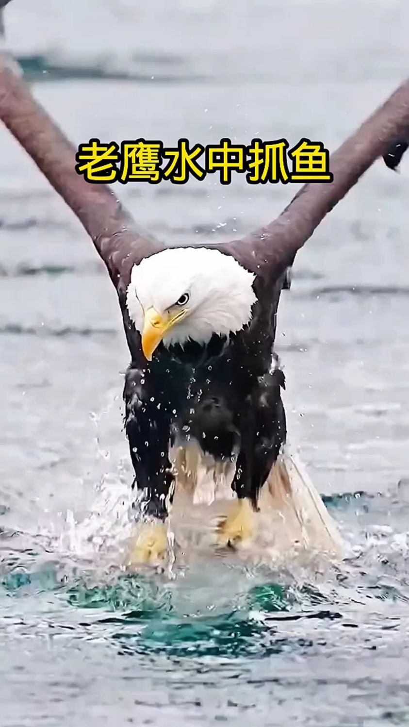老鹰水中抓鱼真是高手