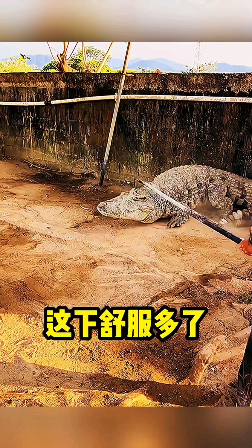 鳄鱼被制服的样子～