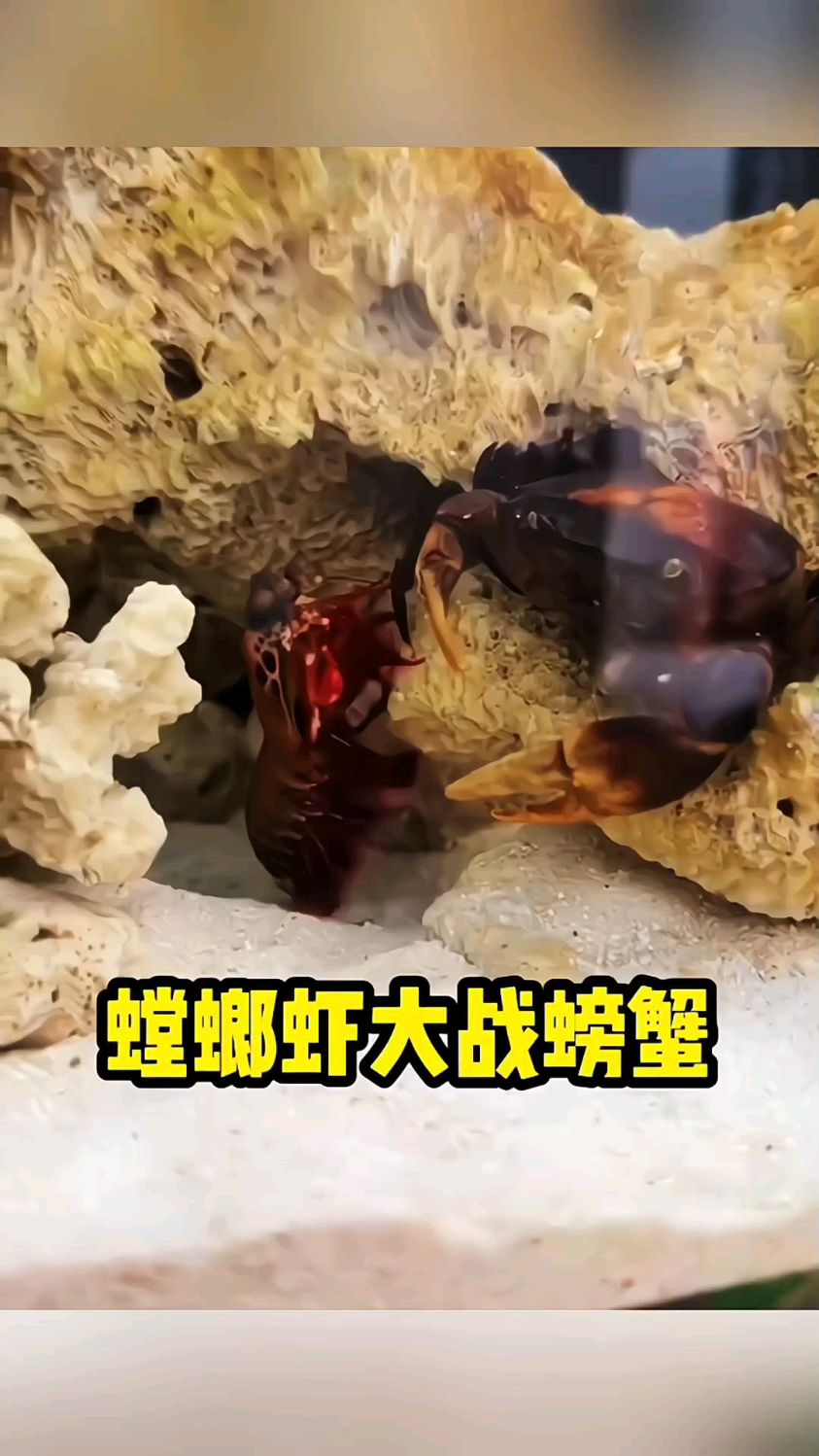 螳螂虾大战螃蟹～
