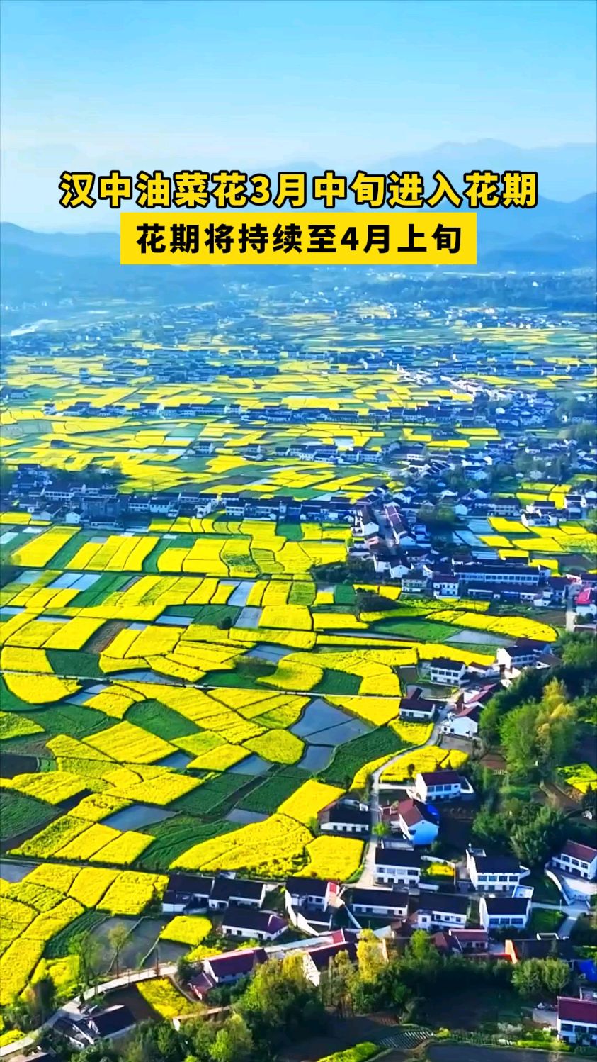 汉中油菜花3月中旬进入花期,花期将持续至4月上旬。#汉中