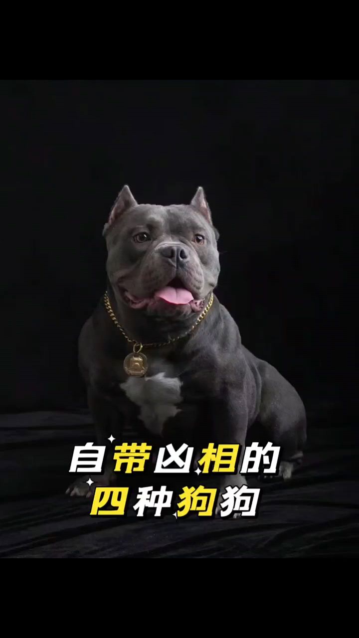 面带凶相的四种狗