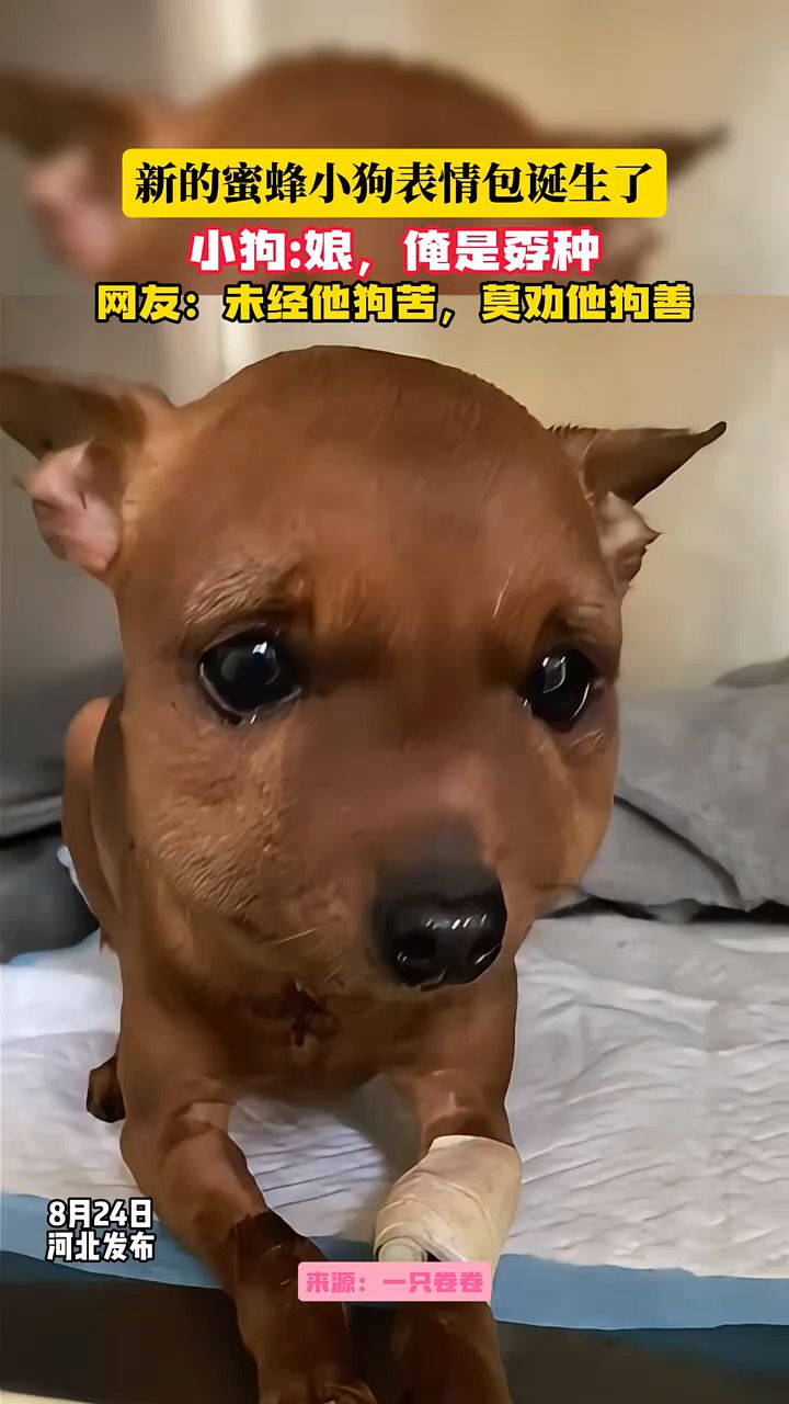 脸肿成包子脸了蜜蜂狗