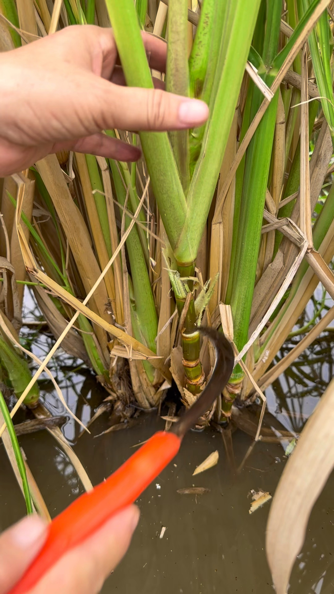茭白也叫菰笋,是我国特有的一种水生蔬菜