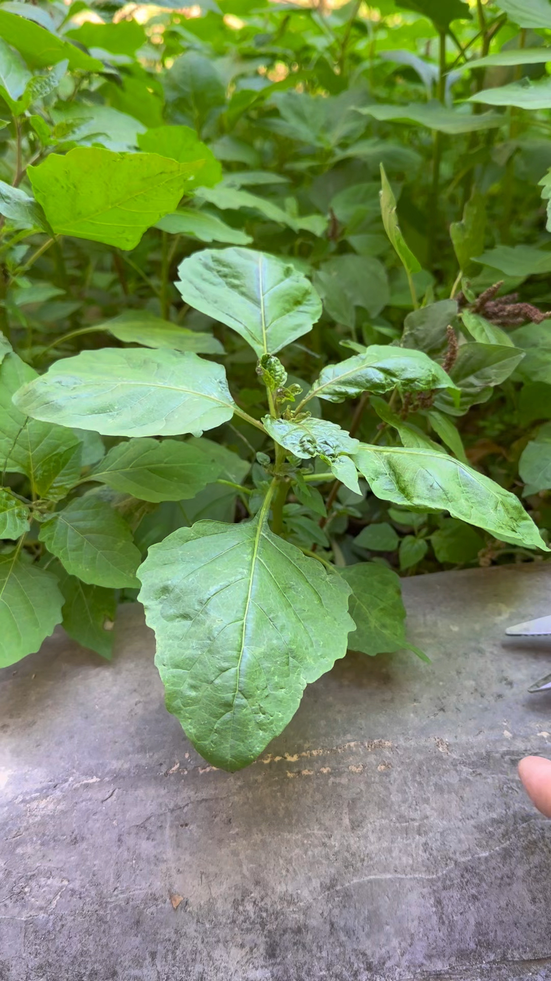 龙葵也叫白花菜,自古以来就是一种优质的野菜