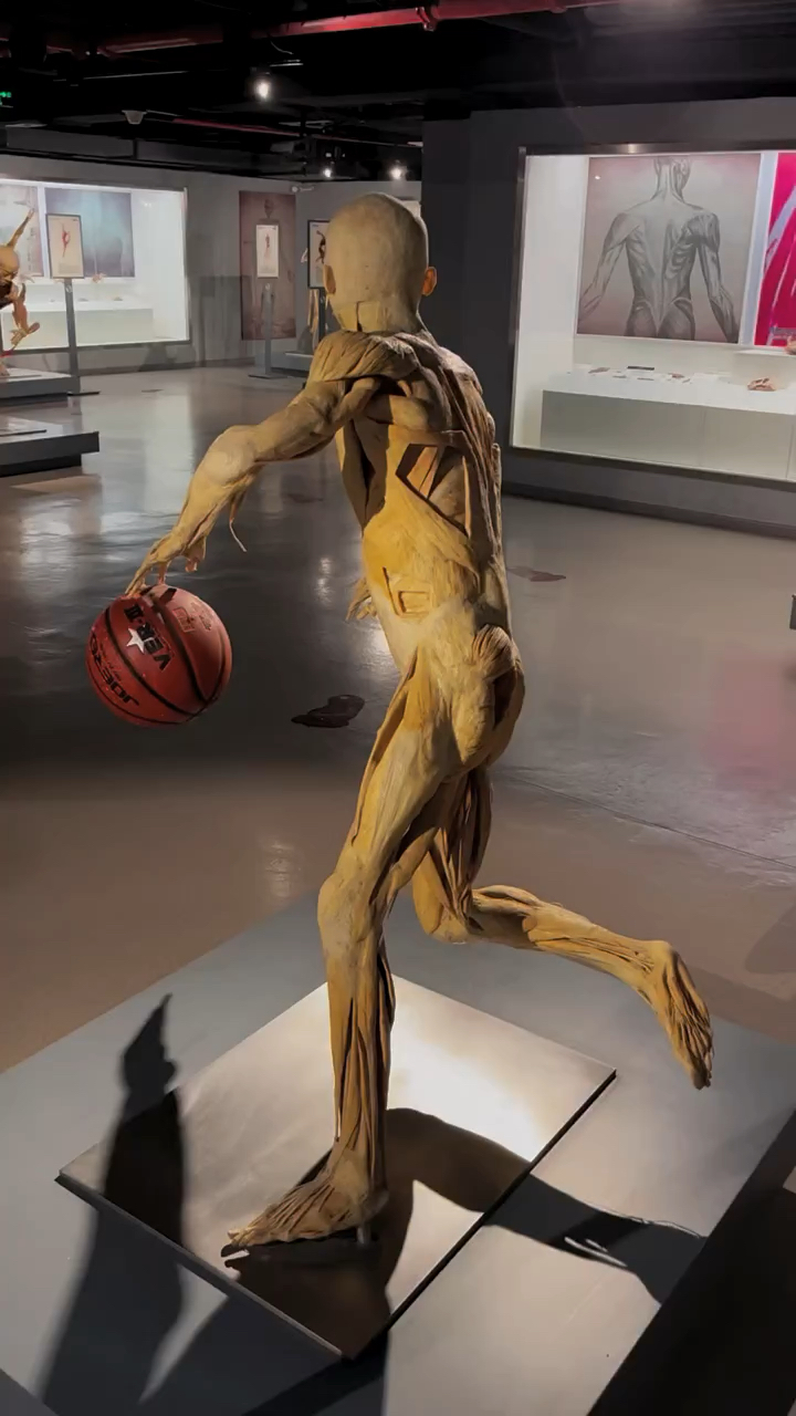 通过塑化标本展示人体腹壁肌肉结构,就如同天然的“三合板”