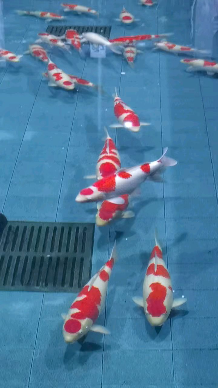 高端精品日本锦鲤观赏鱼