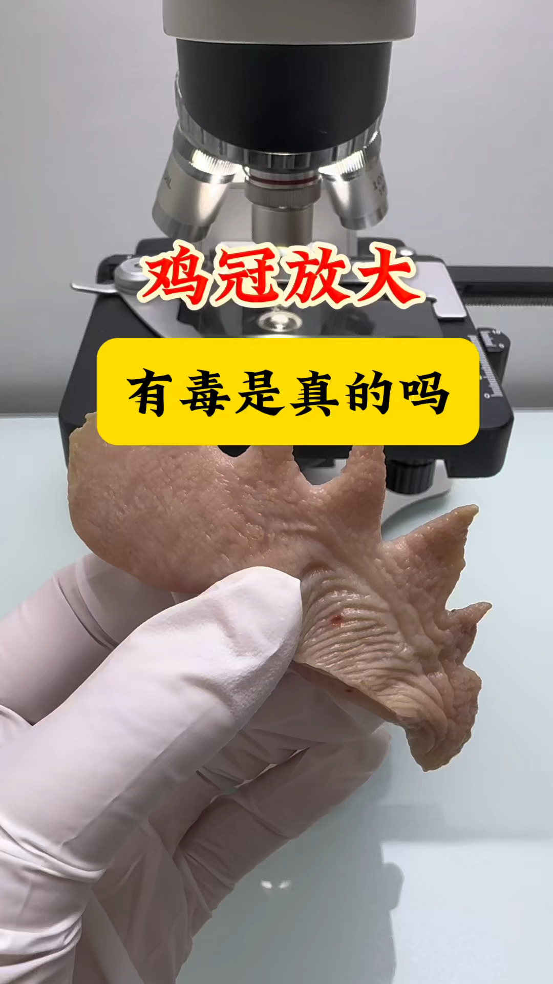 鸡冠真的有毒吗?你爱吃鸡冠吗?