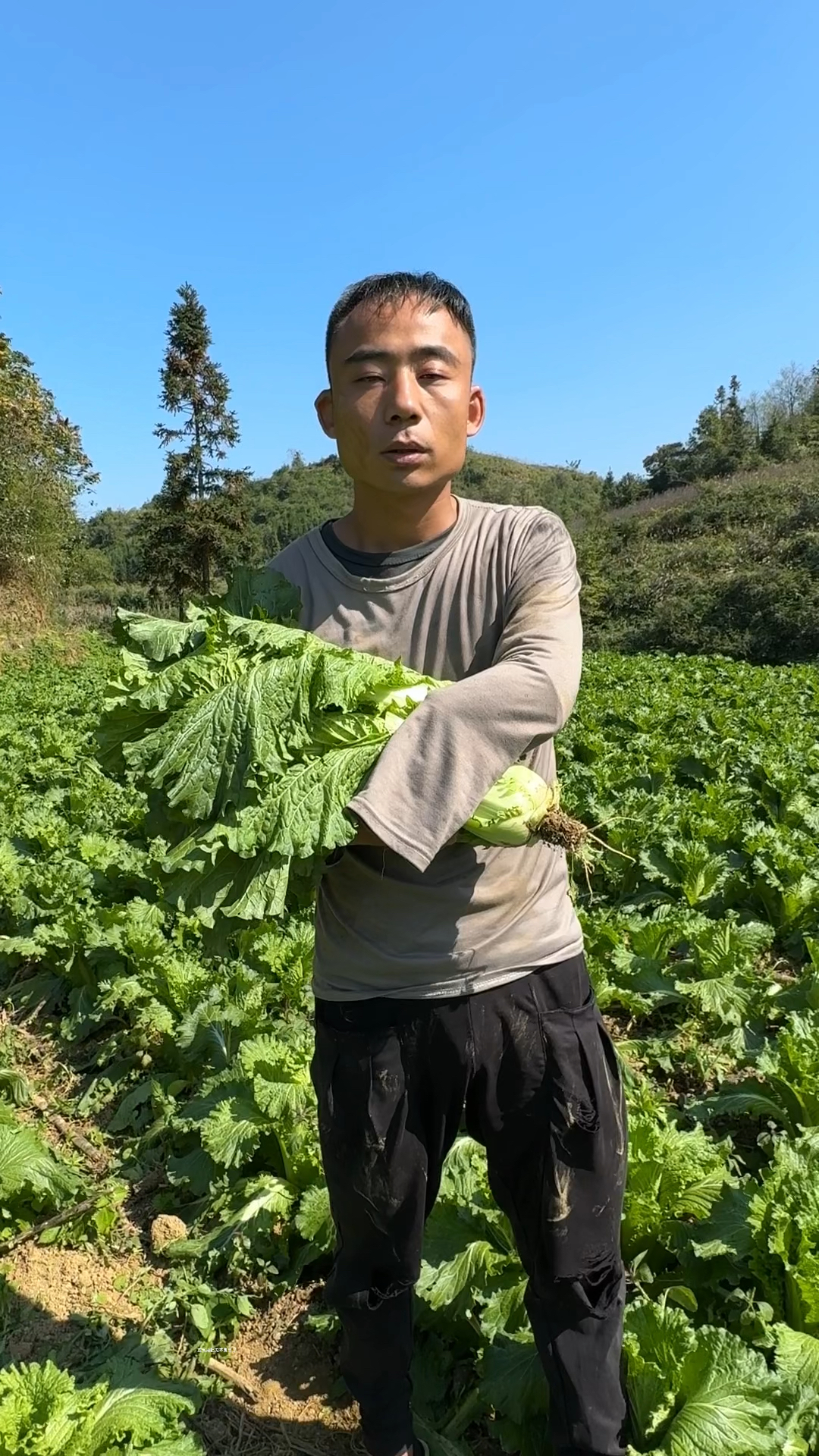 高山露天青口白菜