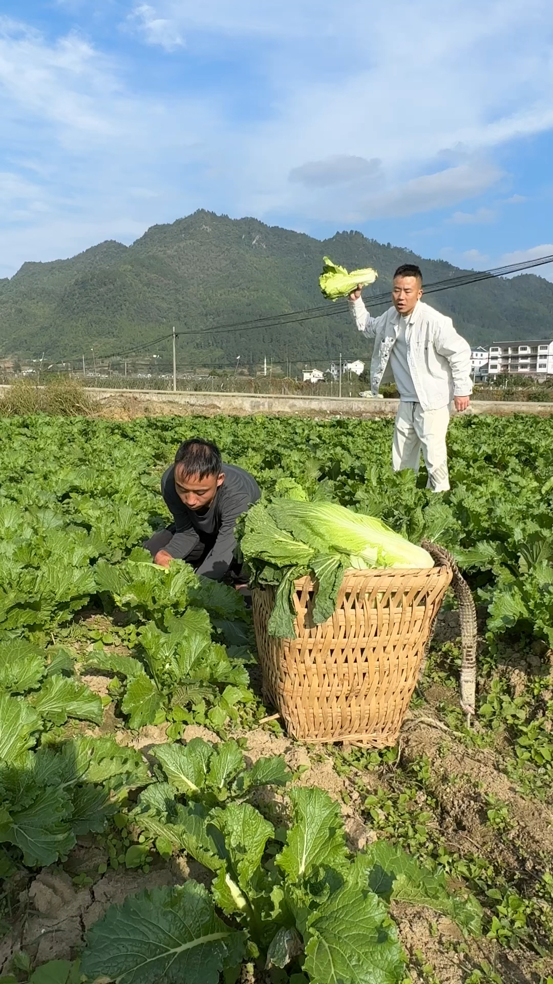 高山青口白菜脆甜爽口