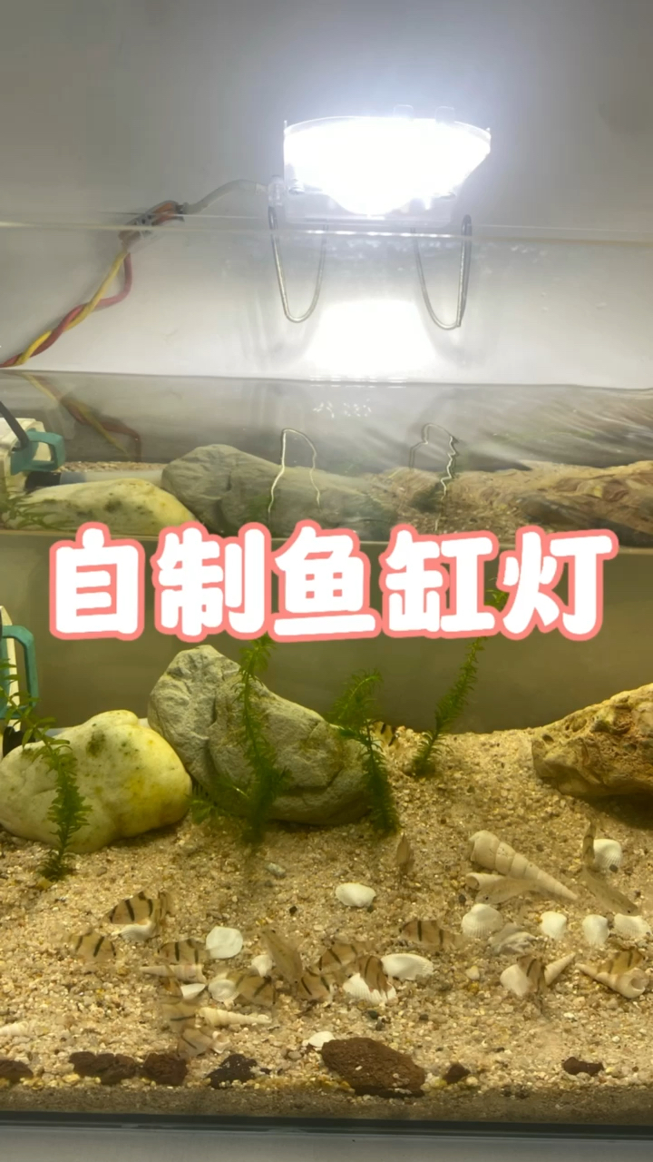 自制鱼缸灯,#养鱼#水族#鱼缸灯