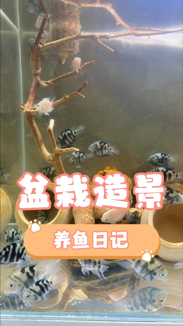 盆栽造景。#养鱼#水族