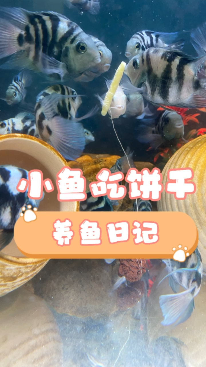 小鱼吃饼干,#养鱼 #水族 #观赏鱼 #养鱼日记