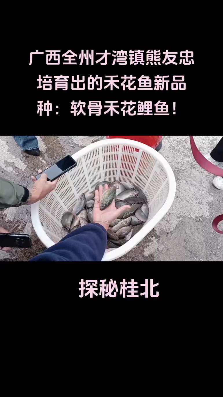 广西全州才湾镇熊友忠先生培育出的禾花鱼新品种:软骨禾花鲤鱼!