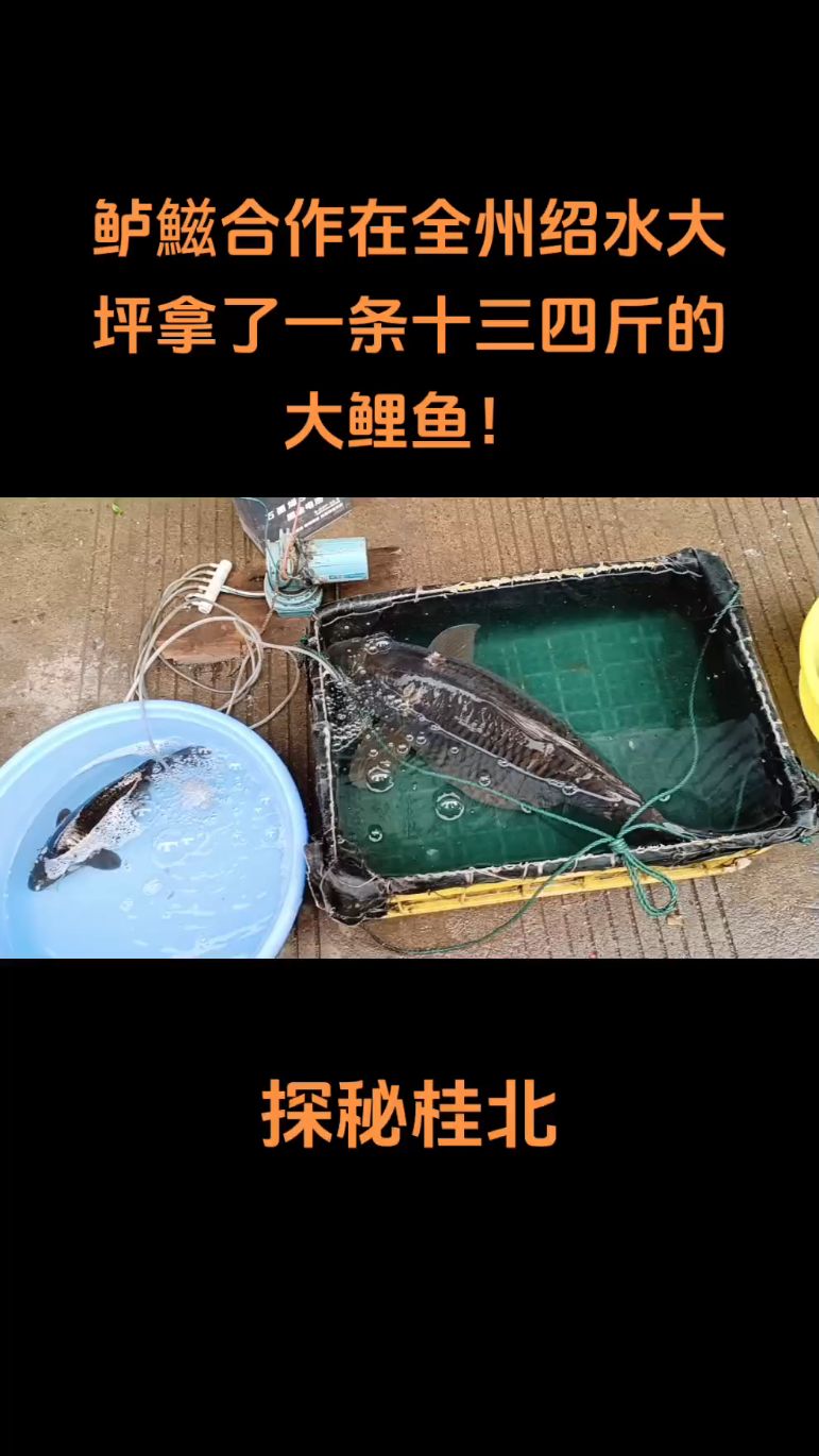 鲈鰦合作在全州绍水大坪拿了一条十三四斤的大鲤鱼!