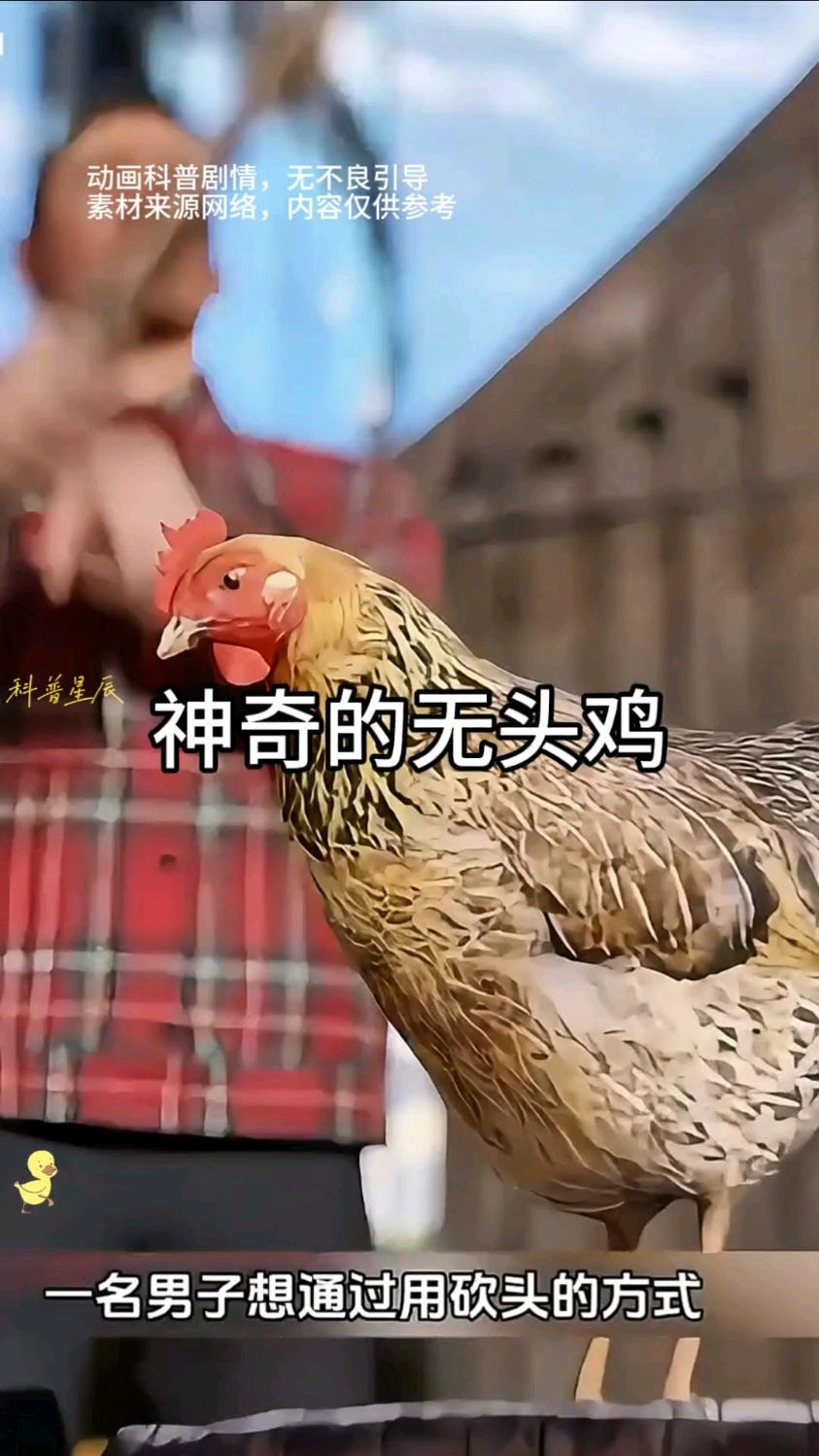 神奇的无头鸡,竟然奇迹般的存活了两个月