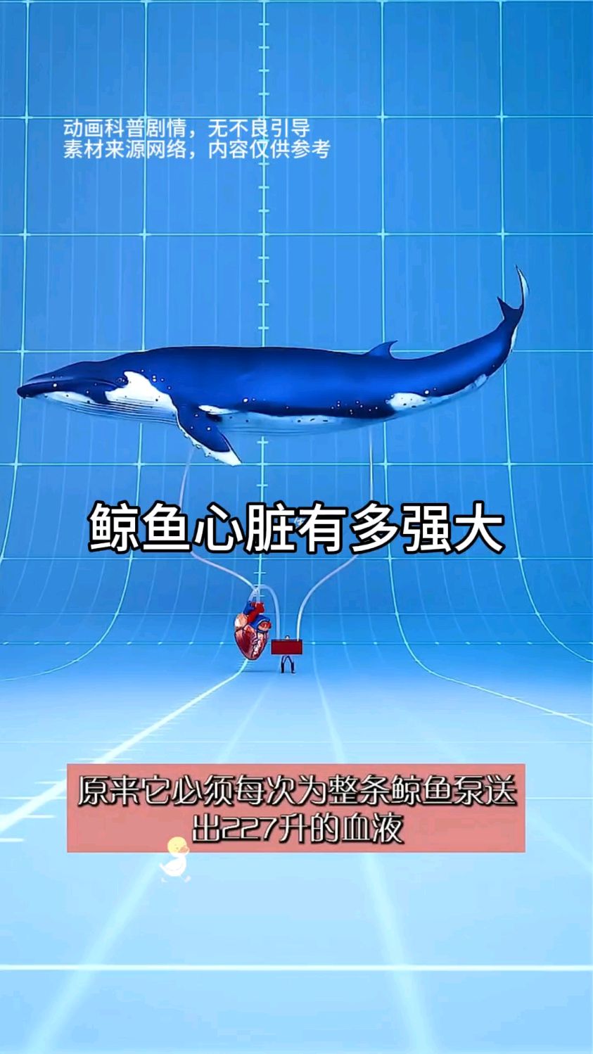 鲸鱼心脏有多强大