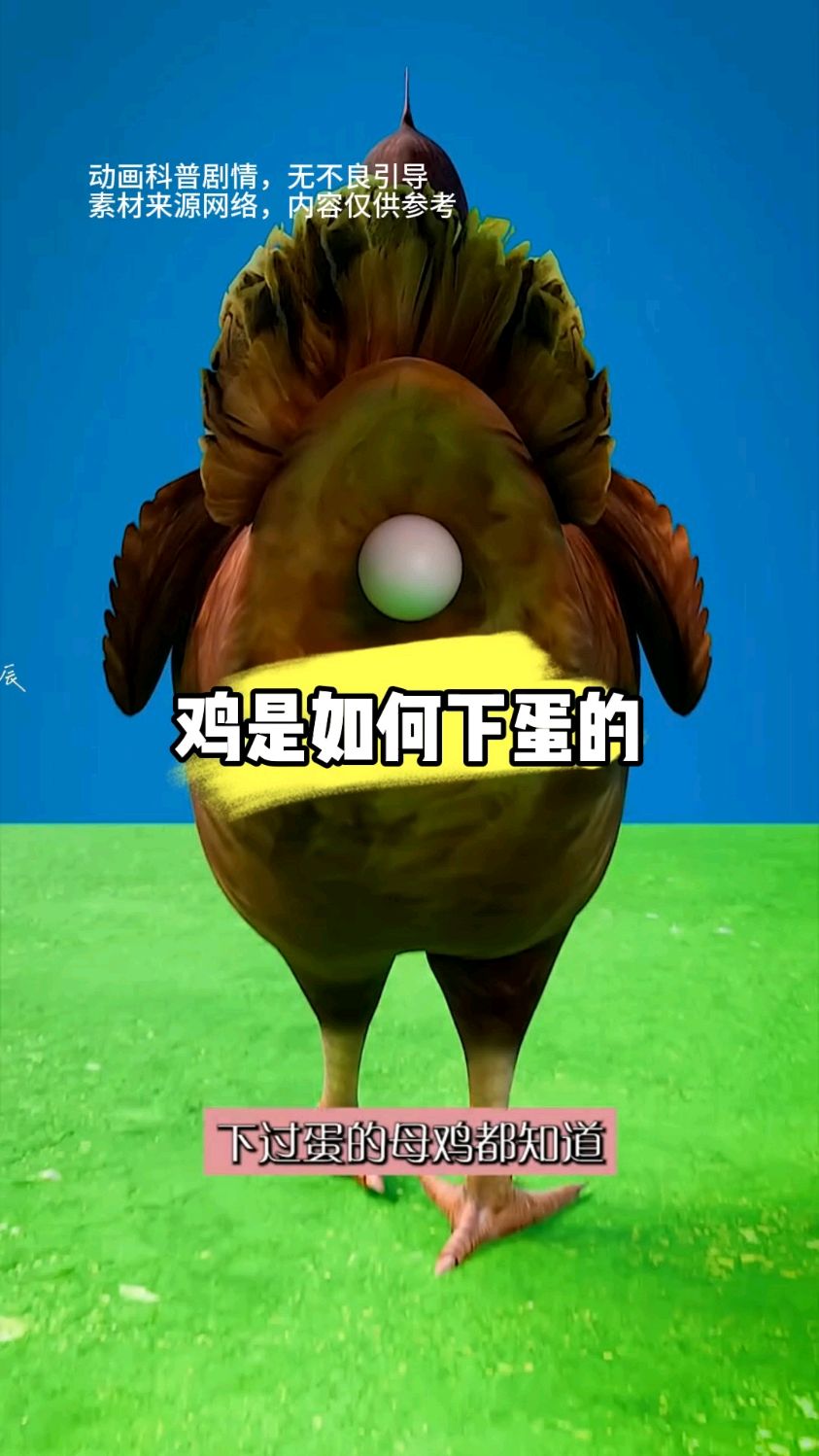 鸡是如何下蛋的呢