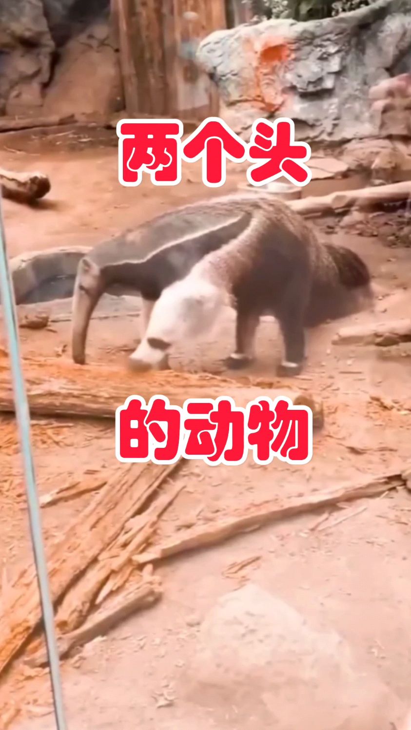 这两个头的动物是个啥,还有双头龟双头蛇双头羊