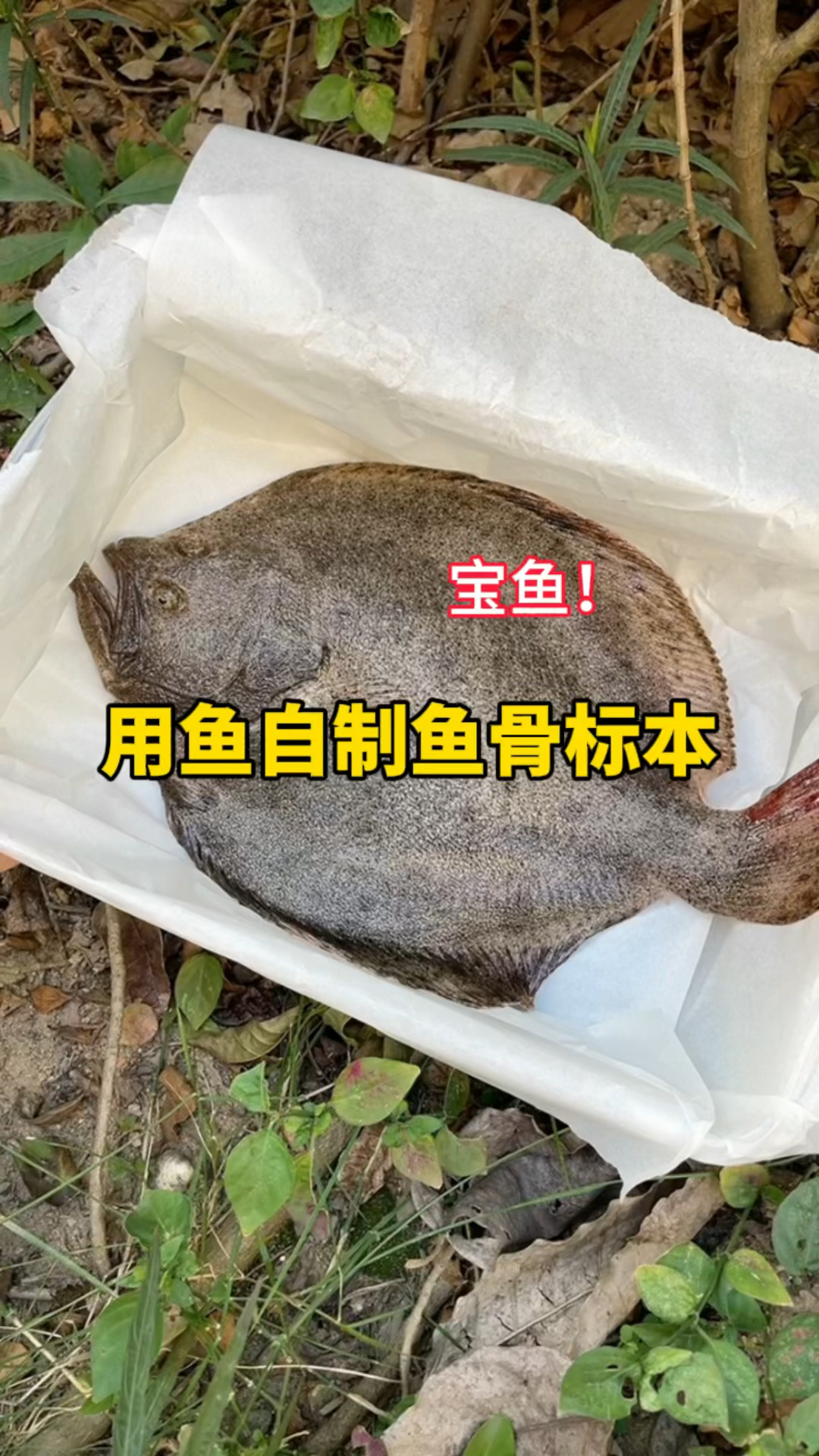 用鱼自制鱼骨标本!