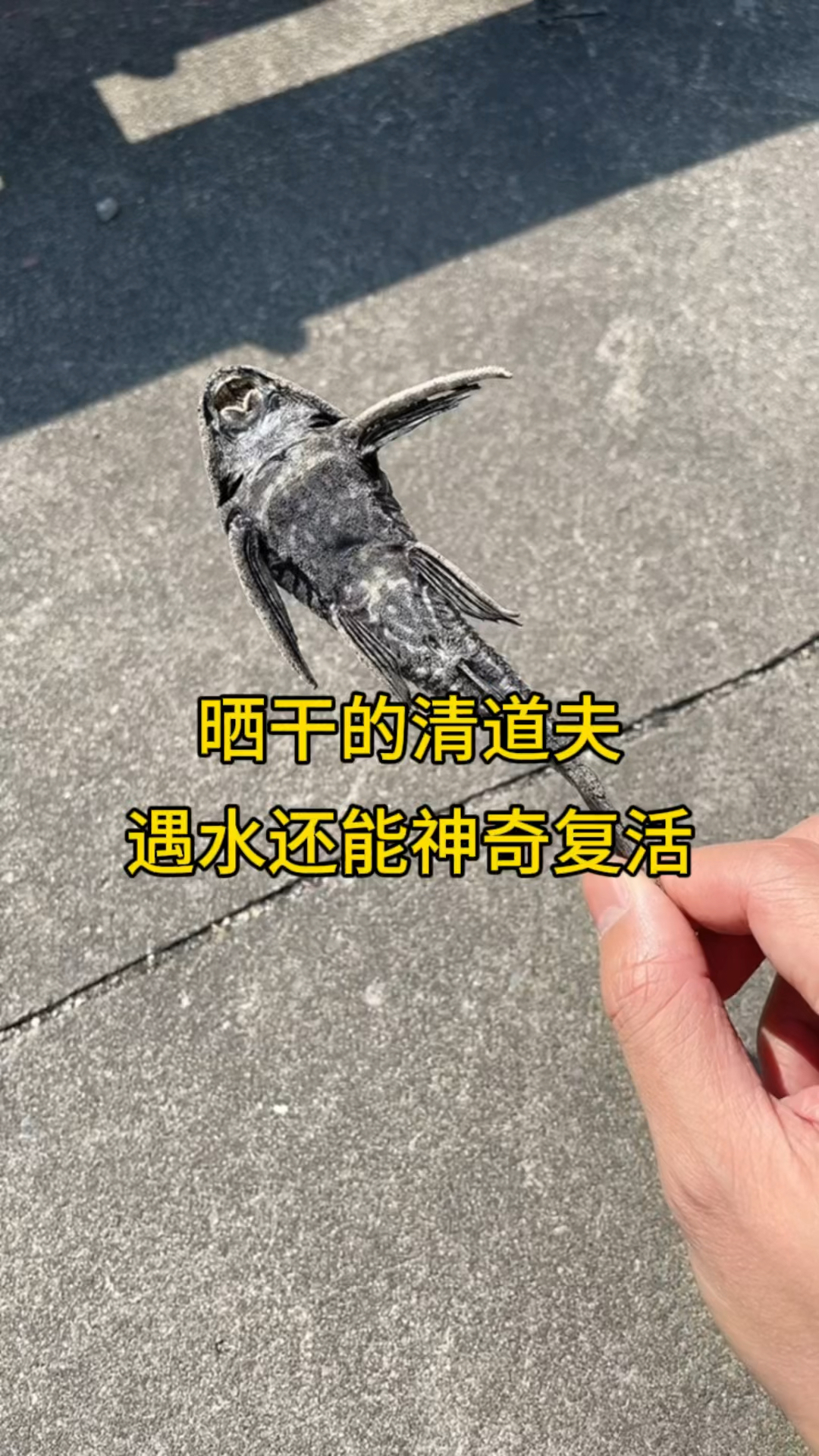 晒干的清道夫遇水还能神奇复活?