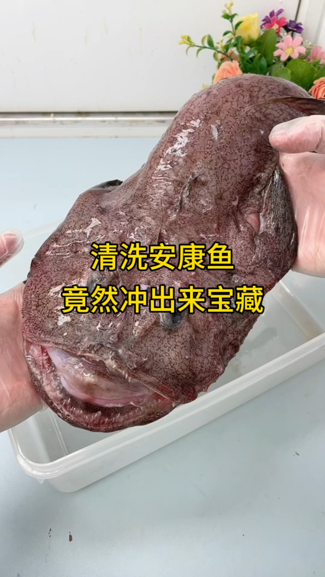 安康鱼肚子里面能冲洗出宝藏?