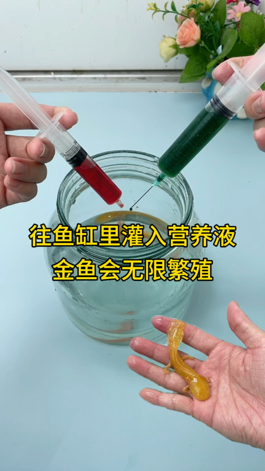 金鱼会无限繁殖?