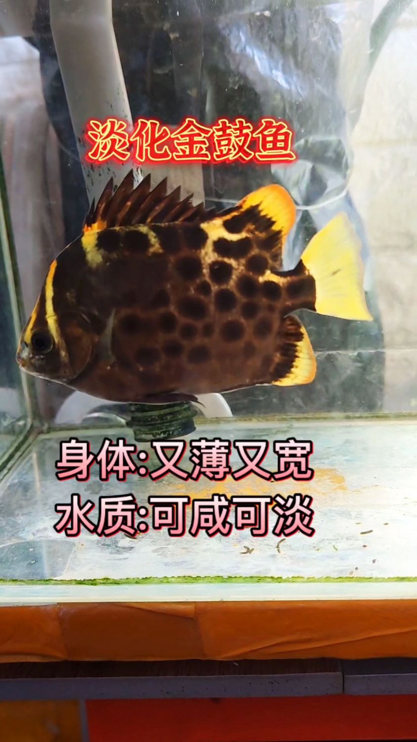 想要养海鱼的朋友们,可以试试这种自来水就可以养的淡化金鼓鱼