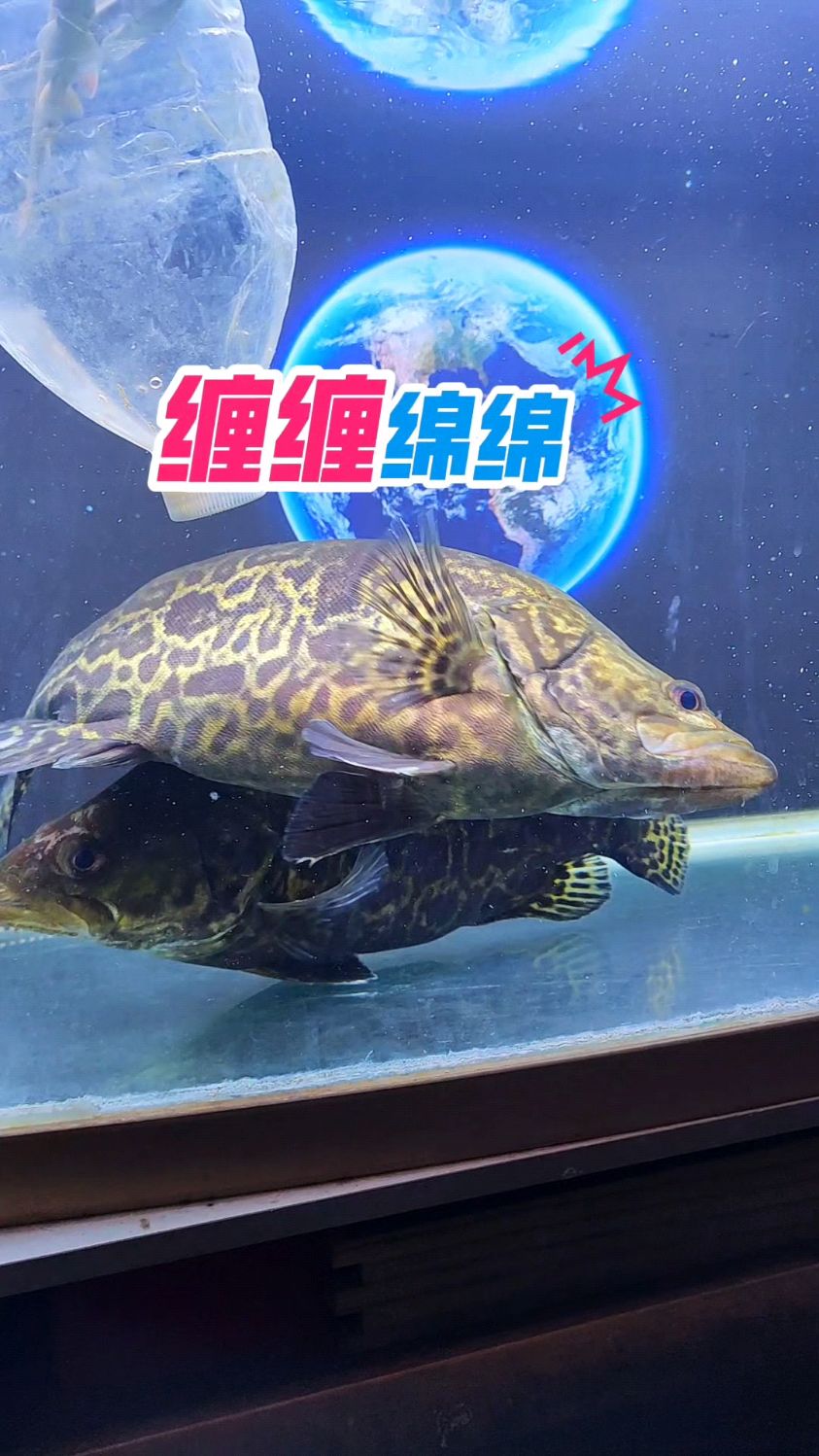 鱼缸里的两条翘嘴鳜鱼,配这个音乐配挺合适的,你怎么看